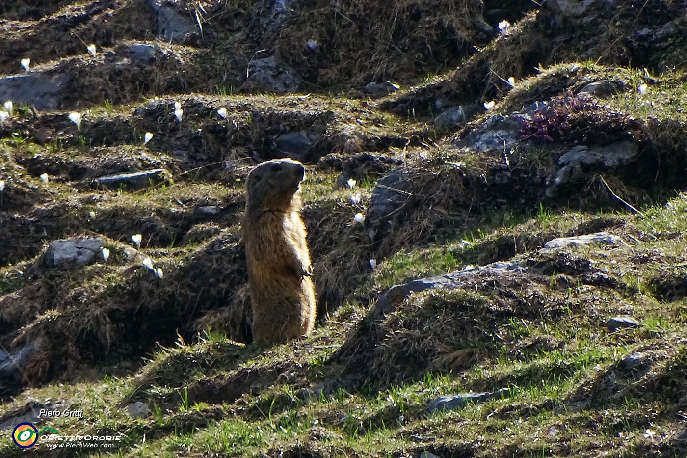 92 Marmotta in sentinella .JPG -                                